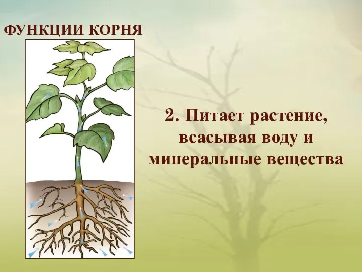 ФУНКЦИИ КОРНЯ 2. Питает растение, всасывая воду и минеральные вещества