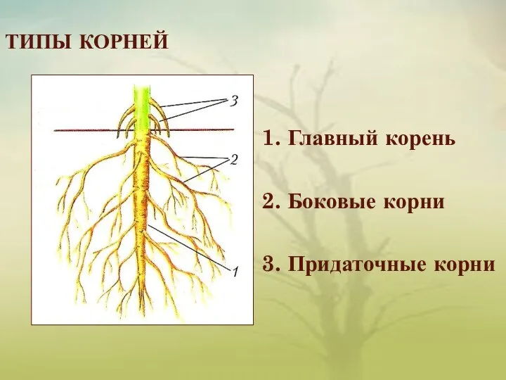 ТИПЫ КОРНЕЙ 1. Главный корень 2. Боковые корни 3. Придаточные корни