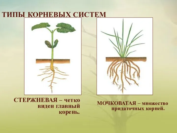 ТИПЫ КОРНЕВЫХ СИСТЕМ СТЕРЖНЕВАЯ – четко виден главный корень. МОЧКОВАТАЯ – множество придаточных корней.