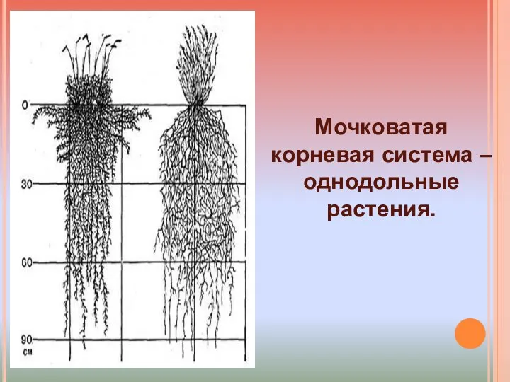 . Мочковатая корневая система – однодольные растения.