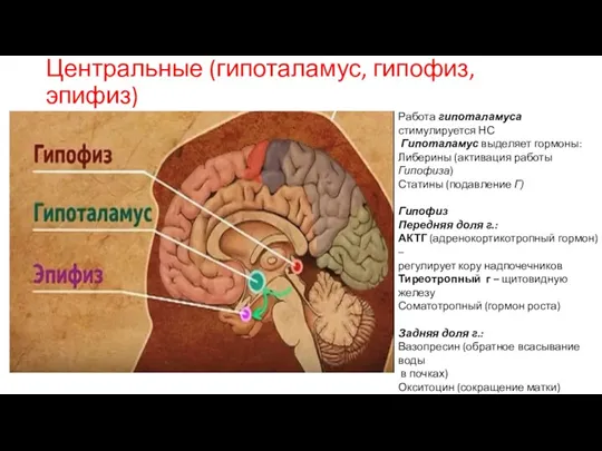 Центральные (гипоталамус, гипофиз, эпифиз) Работа гипоталамуса стимулируется НС Гипоталамус выделяет гормоны: Либерины