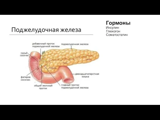 Гормоны Инсулин Глюкогон Соматостатин
