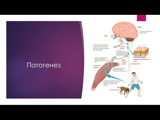 Патогенез