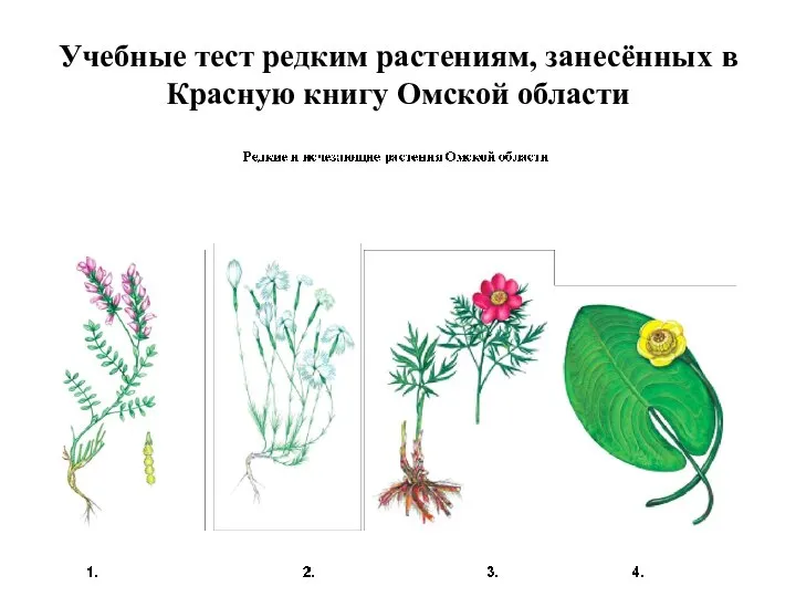 Учебные тест редким растениям, занесённых в Красную книгу Омской области