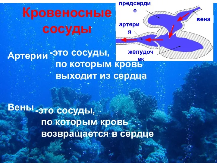 Кровеносные сосуды Артерии Вены это сосуды, по которым кровь выходит из сердца