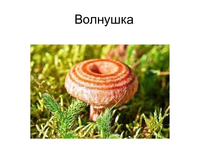 Волнушка