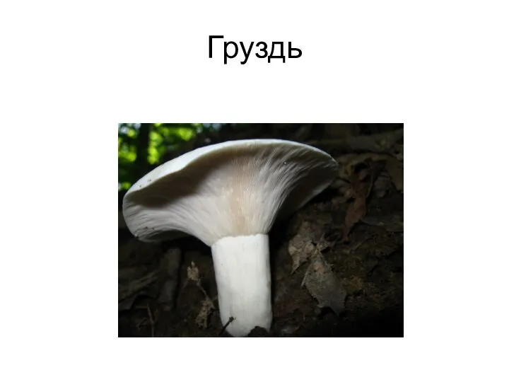 Груздь