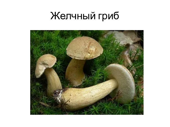 Желчный гриб