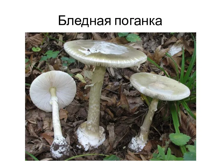 Бледная поганка