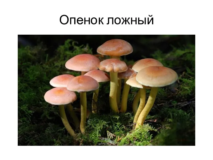 Опенок ложный