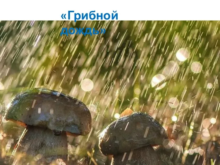 «Грибной дождь»