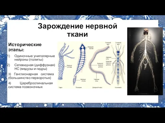 Зарождение нервной ткани Исторические этапы: Одиночные униполярные нейроны (полипы) Сетевидная (диффузная) НС