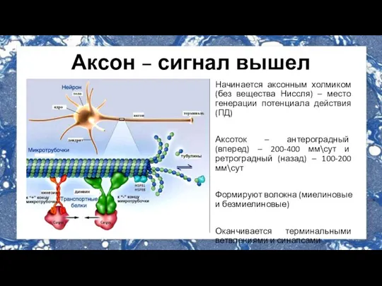 Аксон – сигнал вышел Начинается аксонным холмиком (без вещества Ниссля) – место