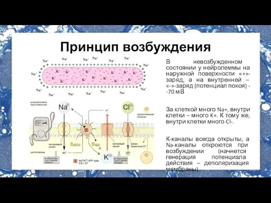 Принцип возбуждения В невозбужденном состоянии у нейролеммы на наружной поверхности «+»-заряд, а