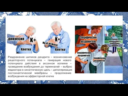 Раздражение шипиков дендрита – возникновение рецепторного потенциала – генерация нового потенциала действия