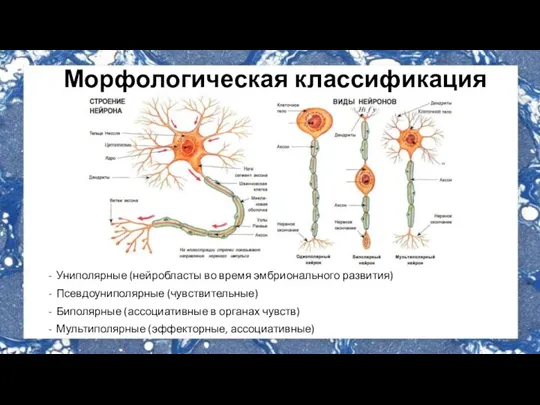 Морфологическая классификация Униполярные (нейробласты во время эмбрионального развития) Псевдоуниполярные (чувствительные) Биполярные (ассоциативные