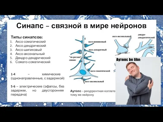 Синапс – связной в мире нейронов Типы синапсов: Аксо-соматический Аксо-дендрический Аксо-шипиковый Аксо-аксональный