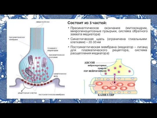 Состоит из 3 частей: Пресинаптическое окончание (митохондрии, микропиноцитозные пузырьки, система обратного захвата