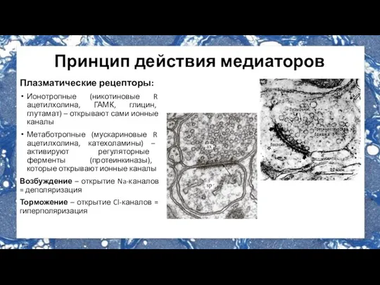 Плазматические рецепторы: Ионотропные (никотиновые R ацетилхолина, ГАМК, глицин, глутамат) – открывают сами