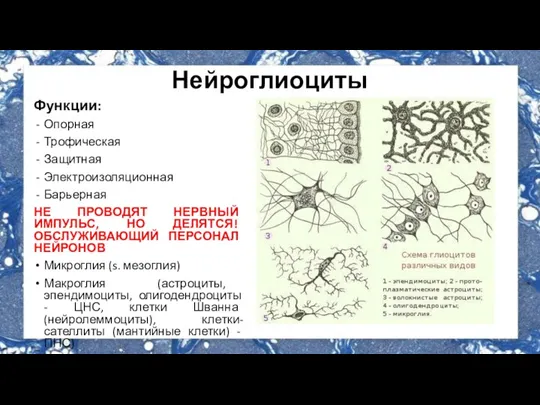 Нейроглиоциты Функции: Опорная Трофическая Защитная Электроизоляционная Барьерная НЕ ПРОВОДЯТ НЕРВНЫЙ ИМПУЛЬС, НО