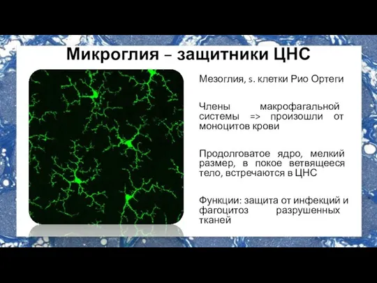 Микроглия – защитники ЦНС Мезоглия, s. клетки Рио Ортеги Члены макрофагальной системы