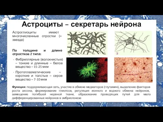 Астроциты – секретарь нейрона Астроглиоциты имеют многочисленные отростки (= звезда) По толщине
