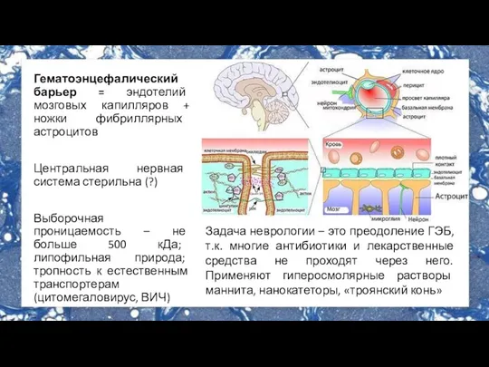 Гематоэнцефалический барьер = эндотелий мозговых капилляров + ножки фибриллярных астроцитов Центральная нервная
