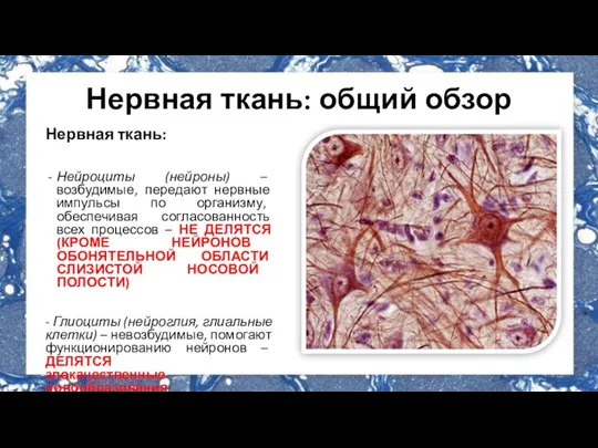 Нервная ткань: общий обзор Нервная ткань: Нейроциты (нейроны) – возбудимые, передают нервные
