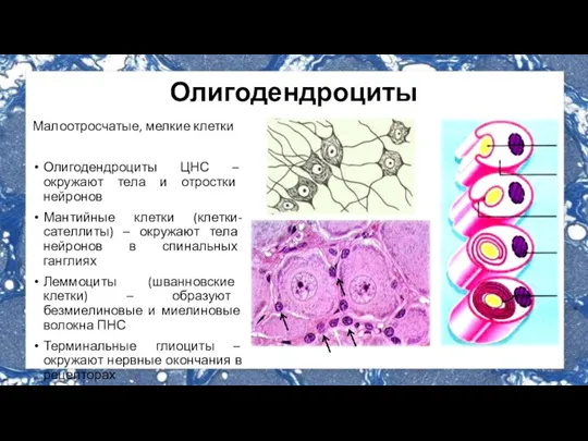 Олигодендроциты Малоотросчатые, мелкие клетки Олигодендроциты ЦНС – окружают тела и отростки нейронов