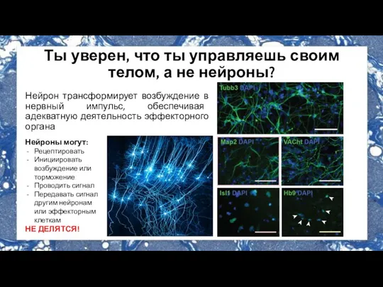 Ты уверен, что ты управляешь своим телом, а не нейроны? Нейрон трансформирует