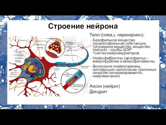 Строение нейрона Тело (сома,s. перикарион): Базофильное вещество (хроматофильная субстанция, тигроидное вещество, вещество