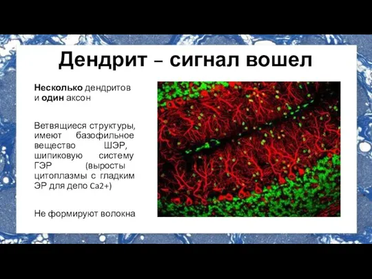 Дендрит – сигнал вошел Несколько дендритов и один аксон Ветвящиеся структуры, имеют