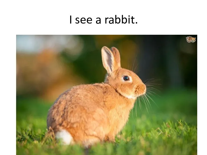 I see a rabbit.