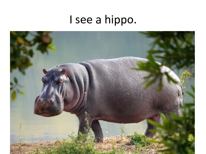 I see a hippo.