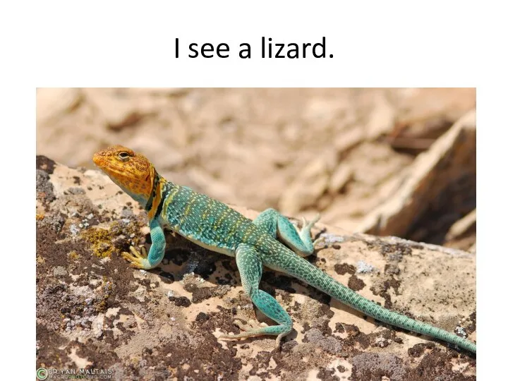 I see a lizard.