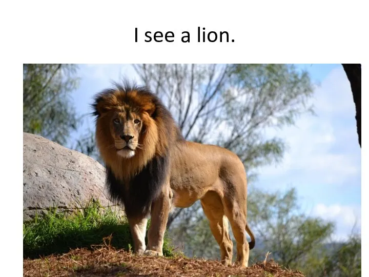 I see a lion.