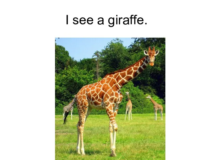 I see a giraffe.