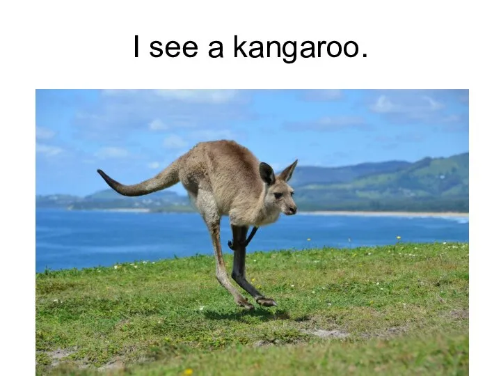 I see a kangaroo.