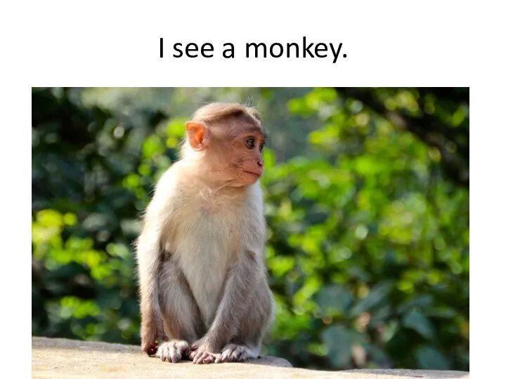 I see a monkey.