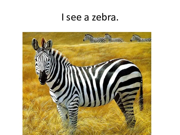 I see a zebra.