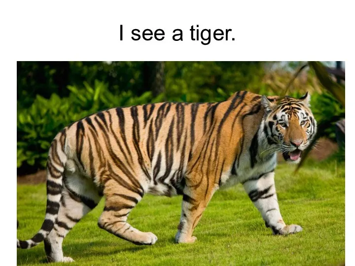I see a tiger.