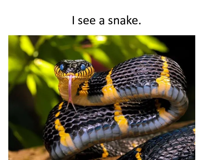 I see a snake.