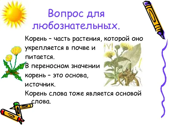 Вопрос для любознательных. Корень – часть растения, которой оно укрепляется в почве