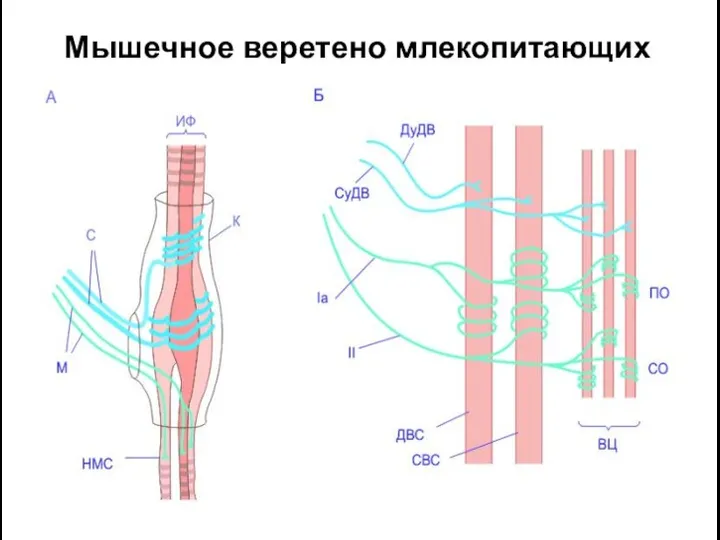 Мышечное веретено млекопитающих