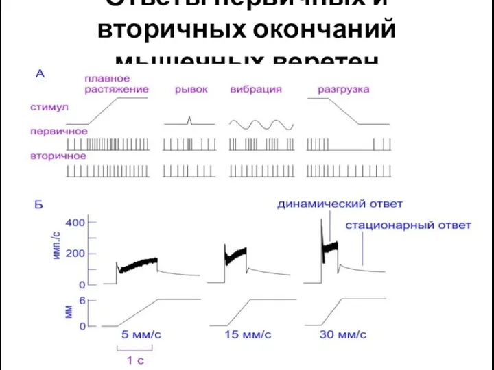 Ответы первичных и вторичных окончаний мышечных веретен