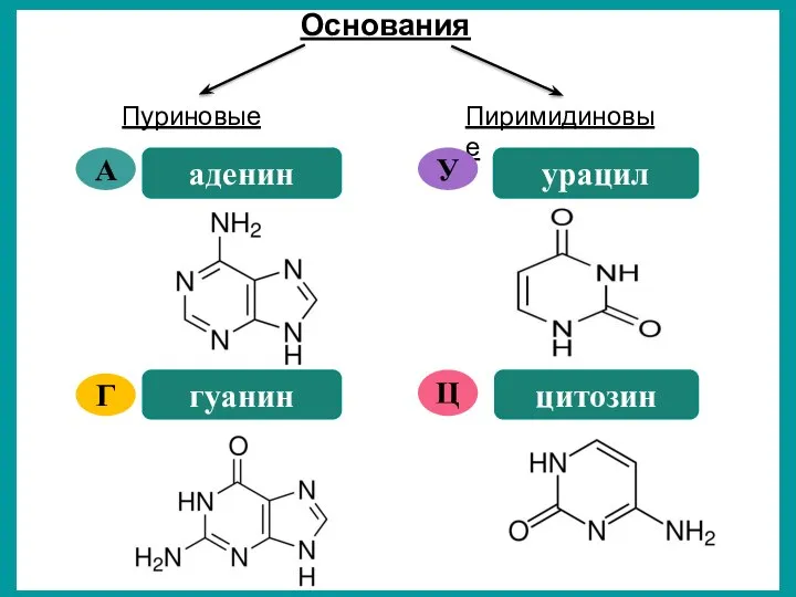 Основания Пуриновые Пиримидиновые аденин А гуанин Г урацил У цитозин Ц