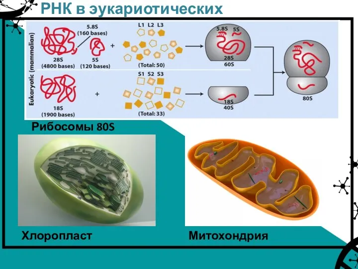 РНК в эукариотических клетках Рибосомы 80S Хлоропласт Митохондрия