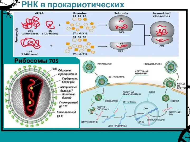 РНК в прокариотических клетках Рибосомы 70S