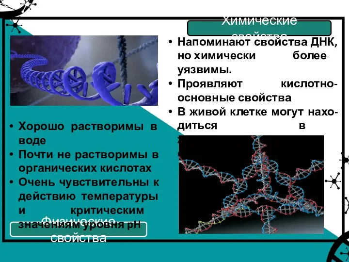 Химические свойства Физические свойства Напоминают свойства ДНК, но химически более уязвимы. Проявляют