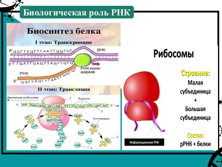 Биологическая роль РНК